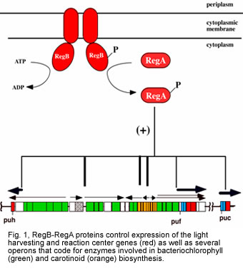 Fig. 1, RegB-RegA proteins control expression of the light harvesting and reaction center genes (red) as well as several operons that code for enzymes involved in bacteriochlorophyll (green) and carotinoid (orange) biosynthesis. 